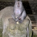 monkey_macaque_balinese_mf_ubud_v_0847_bal4559.jpg